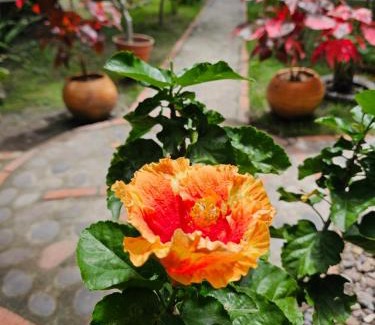 Garzon House | B&B Villa CALASAN