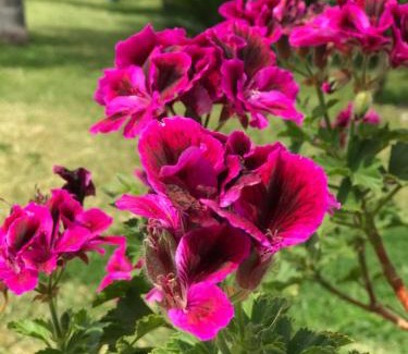 Furci Siculo Bed & Breakfast | B&B Villa Elena