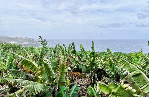 La Orotava House | Banana Paradise