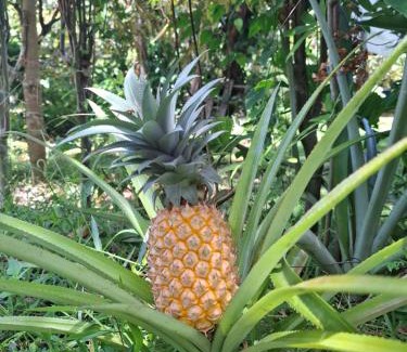 Mae Nam Resort | Bang Po Garden