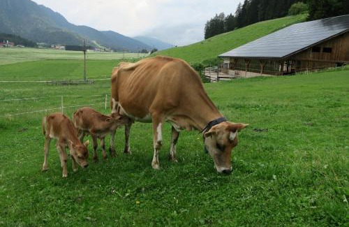 Valle San Silvestro Apartment | Baumannhof
