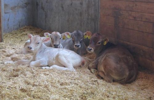 Valle San Silvestro Apartment | Baumannhof