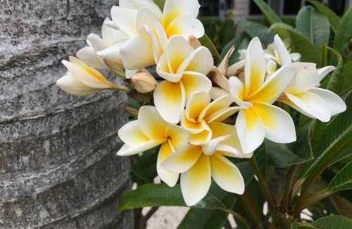 Palm Beach Apartment | Beachside Apartment at Palm - Coast & Country