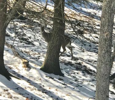 White Mills House | Beautiful Lakefront Chalet in the Poconos!