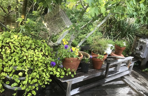 Lower Riviera Condo | Beautiful view of SB channel islands from deck-lower Riviera. Flower garden/deck