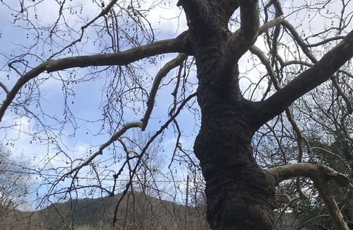 Saint-Jean-de-Bueges Bed & Breakfast | Bed and Breakfast Buèges Valley "Bonheur"