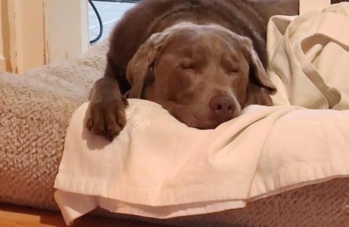 Tannenbusch Bed & Breakfast | Bed & Breakfast Bonn