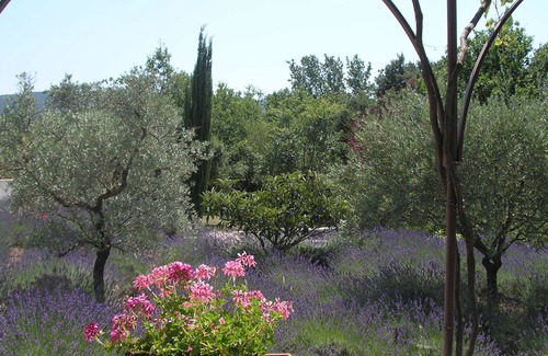 Lacoste House | Bed & Breakfast in a Farmhouse- air conditionned - Lacoste