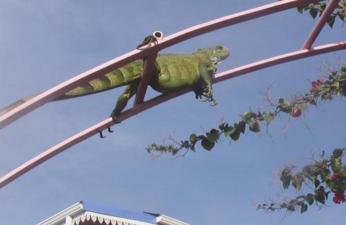 Trois-Rivieres House | BEL Z 'IGUANE