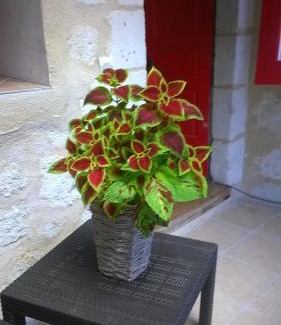 Aubeterre-sur-Dronne House | Bella Vista