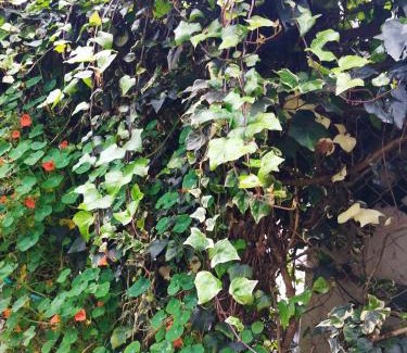 Ooty Bed & Breakfast | Bethany stay
