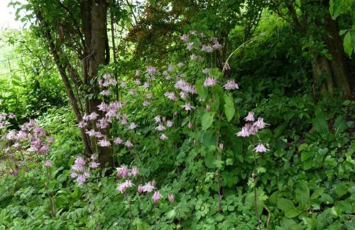 Schmerikon Bed & Breakfast | BnB Goldberg