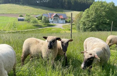 Neukirch Apartment | BodenSEE Apartment Neukirch Goppertsweiler HASE