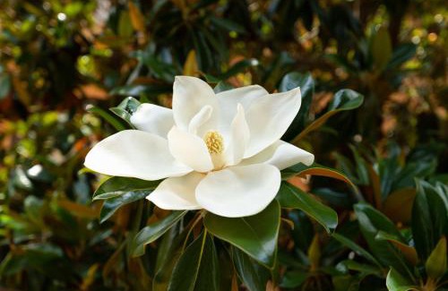 Quartiere III Pinciano Apartment | Borghese Magnolia Suite