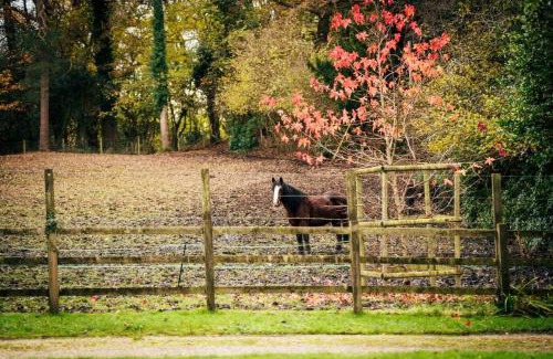 New Forest District House | Broombank