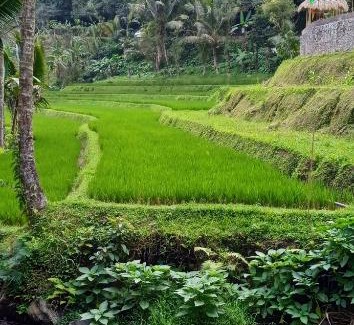 Pupuan Other | Bucu Riverside