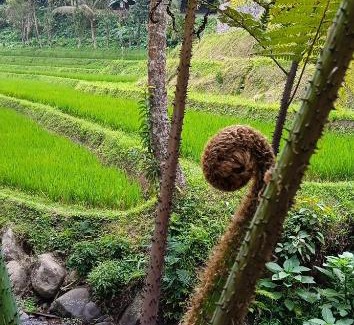 Pupuan Other | Bucu Riverside