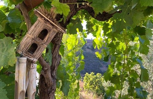 Fonte do Bispo Ski Chalet | Bungalow Tavira Constellation (Portugal´s Infinity Property)