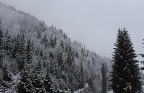 Moeciu de Sus House | Căsuța de lângă pădure