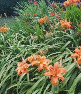 Bosque Peralta Ramos House | Cabaña Bosque peralta ramos