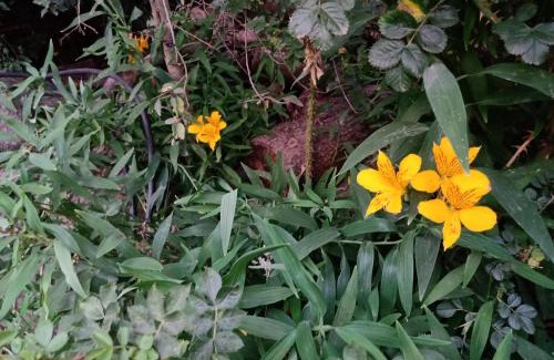 Villa Los Coihues House | Cabaña Entre Lagos y Montañas