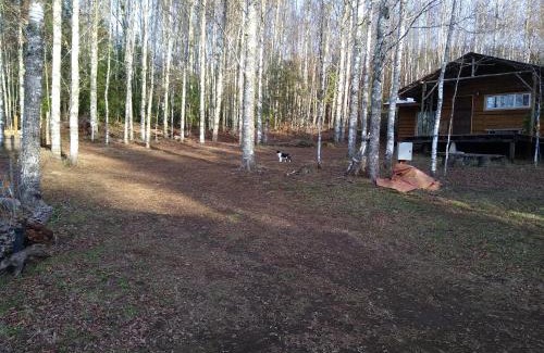 Villarrica Ski Chalet | Cabaña entre Arboles