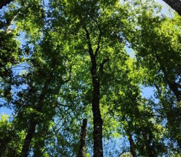 Pucon Ski Chalet | Cabañas Cerro de Piedra