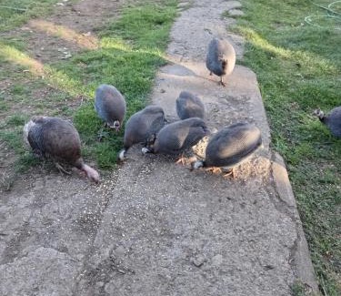 Castro House | cabañita Campestre, independiente