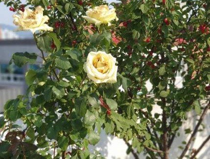 Haga-ri House | Cancan Guesthouse