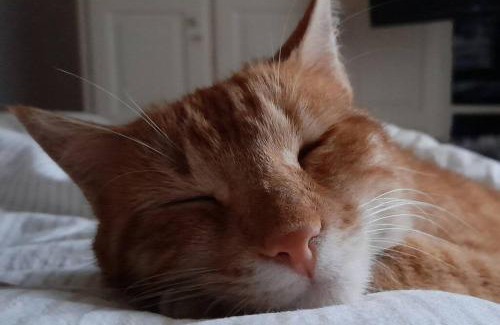 El Paso Ski Chalet | Casa Aguar: Acogedora casa de invitados en el bosque