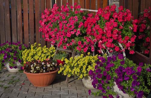 Sovata Apartment | Casa Anette