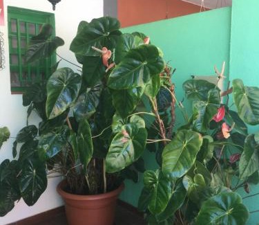 Santa Cruz de la Palma House | Casa Angeles