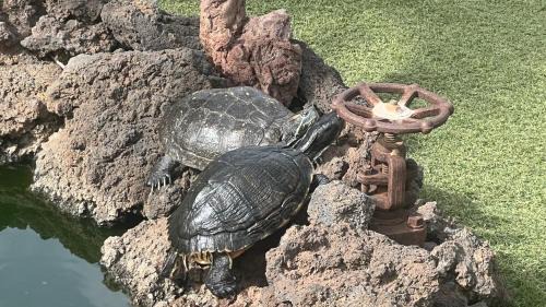 Frontera House | Casa Arteaga