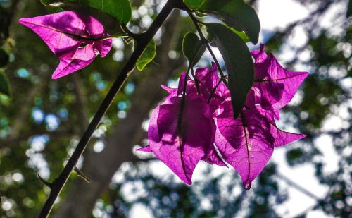 La Banda de Shilcayo Ski Chalet | Casa Capirona 1 - Laguna Azul