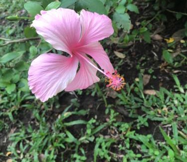 Sauce Ski Chalet | Casa Capirona 2 - Laguna Azul