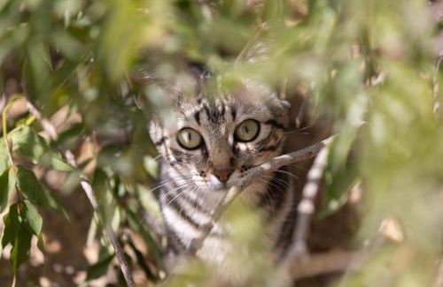 Arico House | Casa Cueva Gaspara