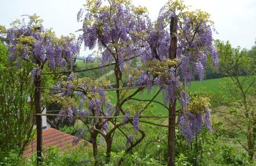 Castell'Alfero House | Casa dei Ciliegi Castell'Alfero