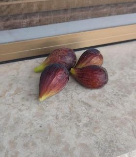 Mirano Apartment | Casa Ida