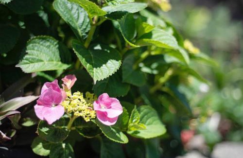 La Guancha House | Casa Margarita
