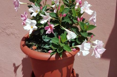 Lavaggiorosso House | Casa Ofelia