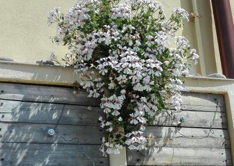 Lavaggiorosso House | Casa Ofelia