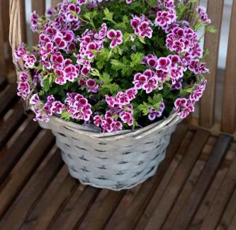 Viareggio Apartment | Casa Primavera