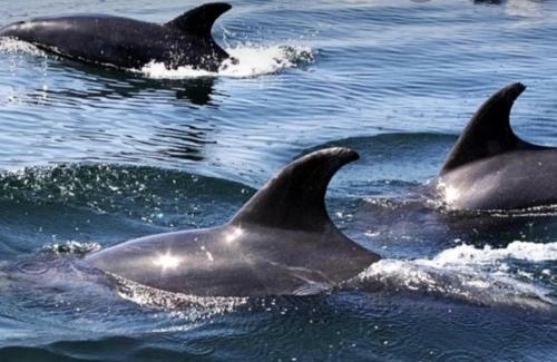 Punta de Choros House | Casa Quelita