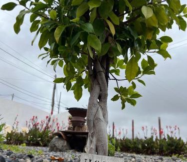 El Rincon Apartment | Casa rosa