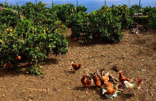 Villa de Mazo House | Casa Rural Tio Pedro