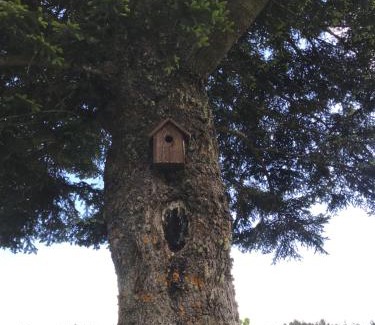 Aprigliano Bed & Breakfast | Casale dell'Arvo