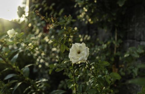 Viagrande House | Casetta delle Rose sull'etna