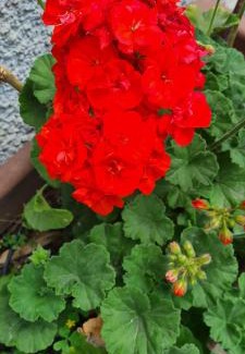 Simonetta Apartment | cesena3 plus