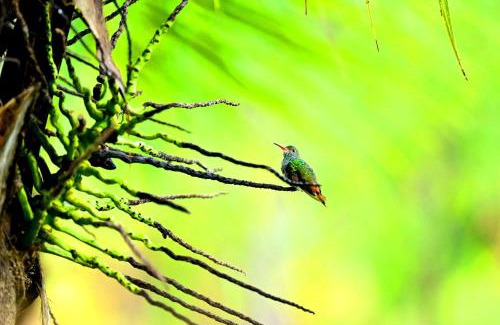 Nuqui House | Chachamar