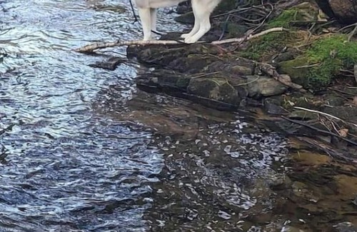 Saint-Etienne-De-Bolto House | Chalet 8 invités sur 22 acres